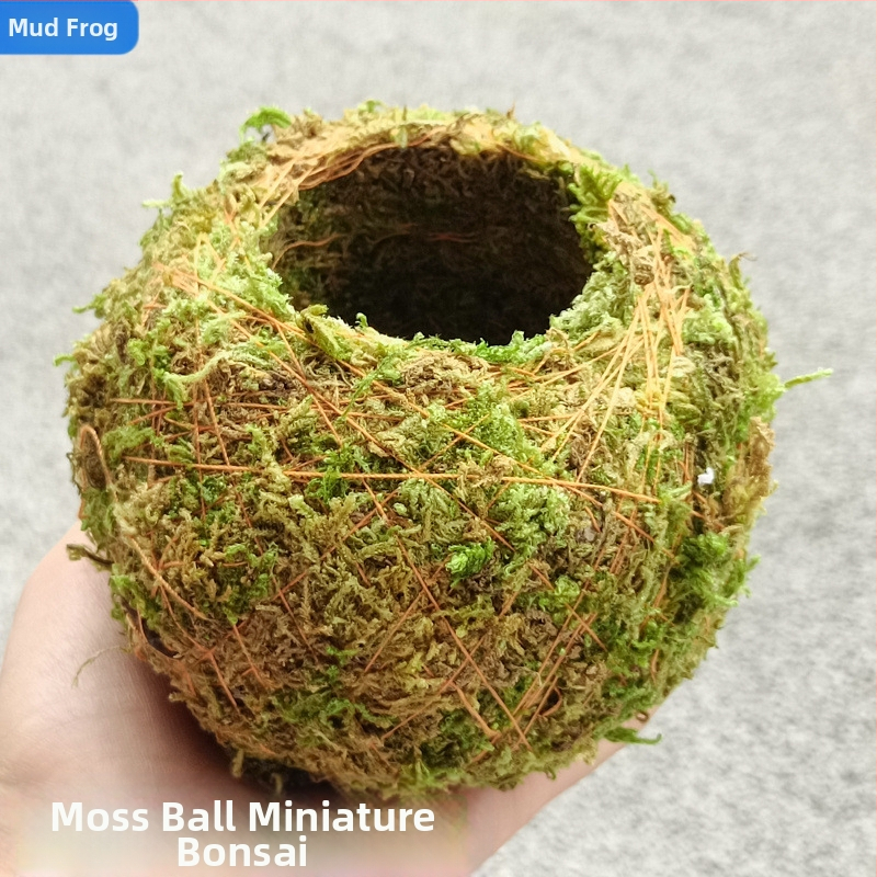 Саксия с мъхова топка и мини ландшафт за орхидеи, подова стойка, пасторалeн стил за домашно градинарство