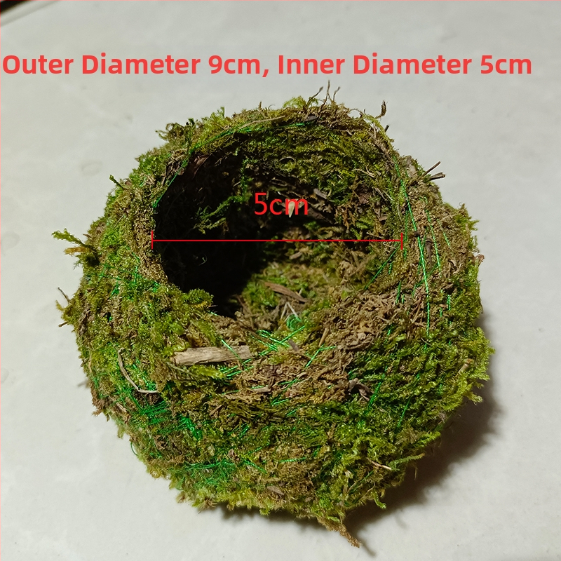 Sammalsambliku pott orhidejade mini-maastikuga, põrandal seisev alus, maaeluline stiil koduaiaai ai