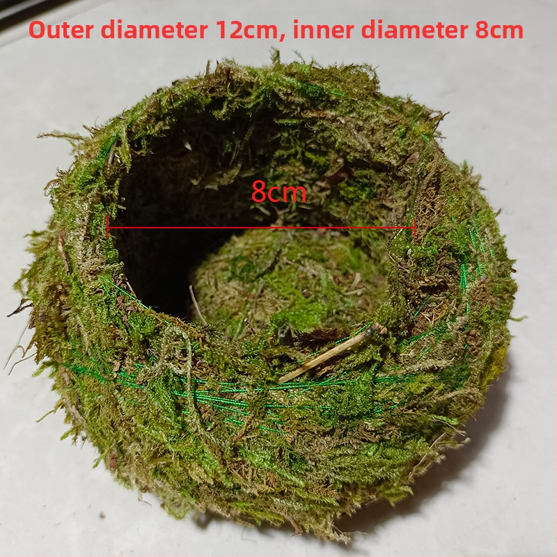 Sammalsambliku pott orhidejade mini-maastikuga, põrandal seisev alus, maaeluline stiil koduaiaai ai