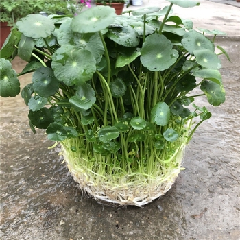 Copper Money Grass – влаголюбиво вътрешно растение за офис, оптимална температура 15–25°C, неутрално осветление