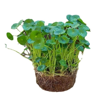 Copper Money Grass – влаголюбиво вътрешно растение за офис, оптимална температура 15–25°C, неутрално осветление