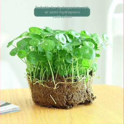 Copper Money Grass – влаголюбиво вътрешно растение за офис, оптимална температура 15–25°C, неутрално осветление