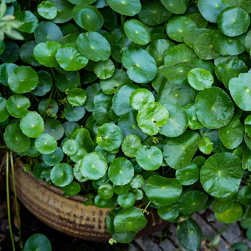Copper Money Grass – vidaus augalas, drėgmei mėgstantis, optimali temperatūra 15–25°C, neutrali šviesa
