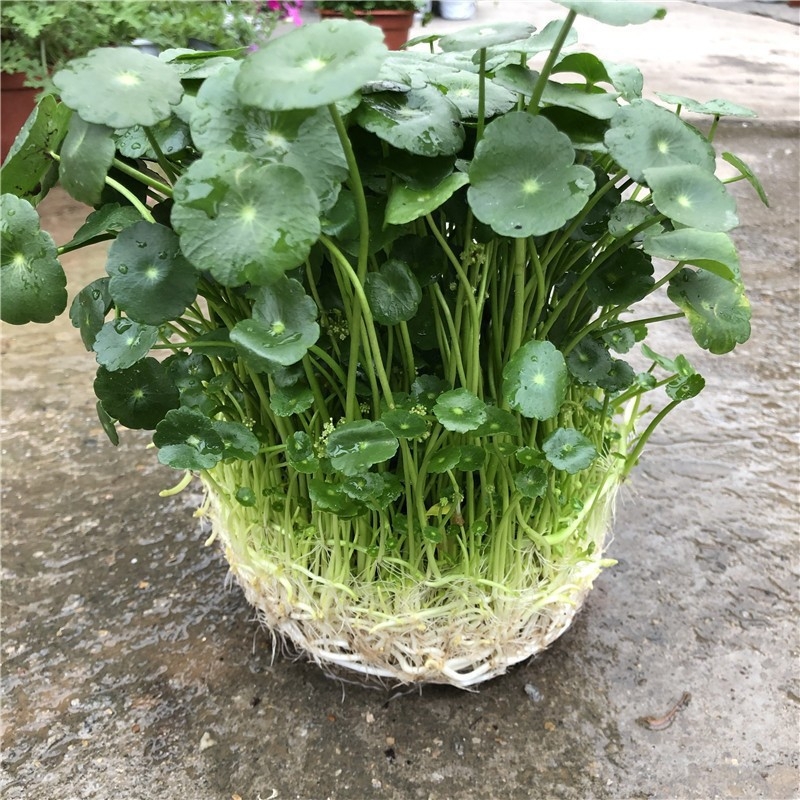 Copper Money Grass – vidaus augalas, drėgmei mėgstantis, optimali temperatūra 15–25°C, neutrali šviesa