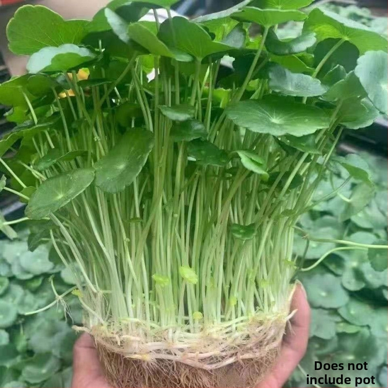 Copper Money Grass – влаголюбиво вътрешно растение за офис, оптимална температура 15–25°C, неутрално осветление