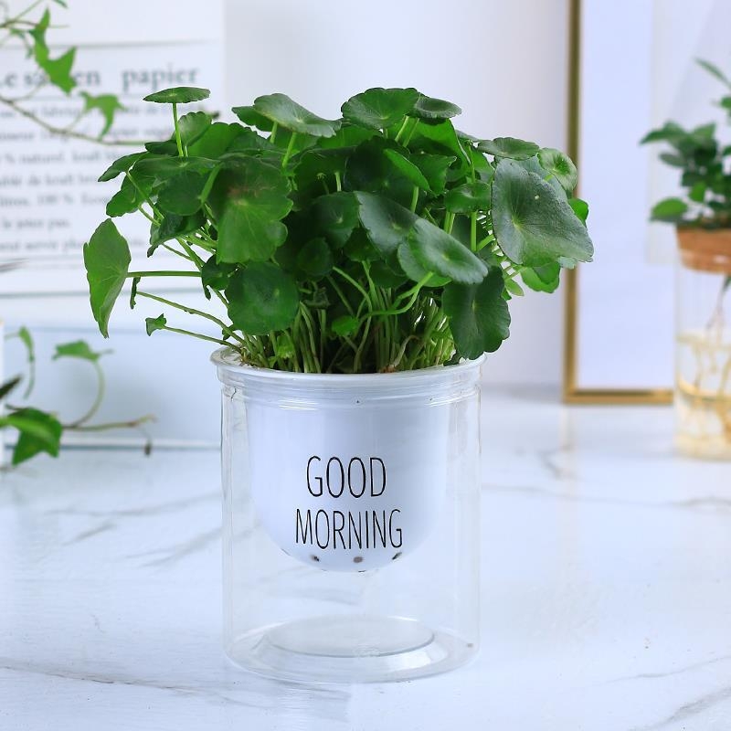 Copper Money Grass – влаголюбиво вътрешно растение за офис, оптимална температура 15–25°C, неутрално осветление