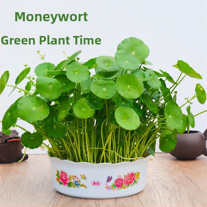 Copper Money Grass – влаголюбиво вътрешно растение за офис, оптимална температура 15–25°C, неутрално осветление