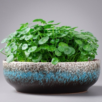 Keraminė gėlių vaza ant grindų – paprastas stilius, namų sodo naudojimui