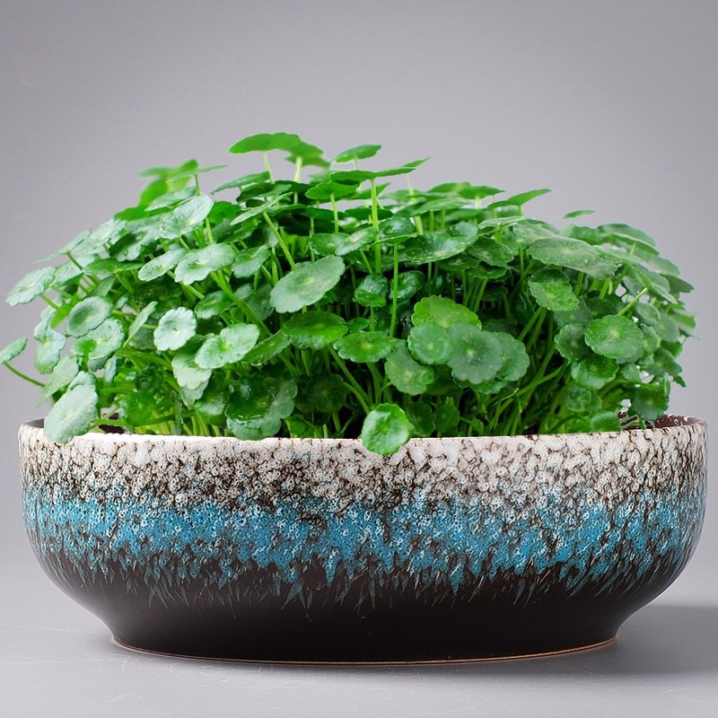 Keraminė gėlių vaza ant grindų – paprastas stilius, namų sodo naudojimui