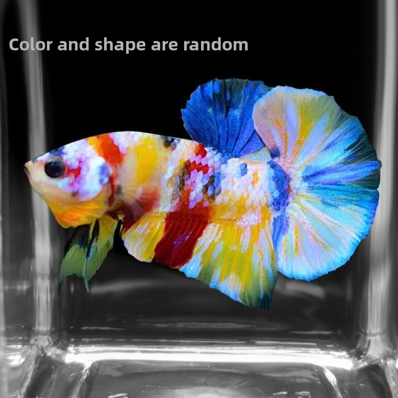 Борцов риба A-Grade полумесечна опашка и прегънати пера, Вид: Риба