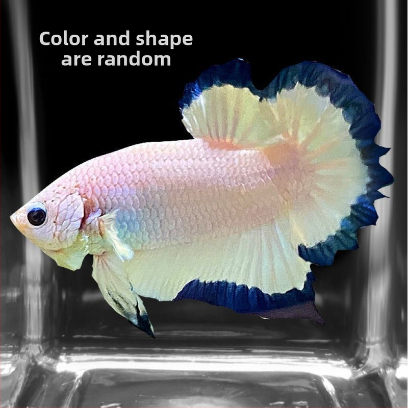 Борцов риба A-Grade полумесечна опашка и прегънати пера, Вид: Риба