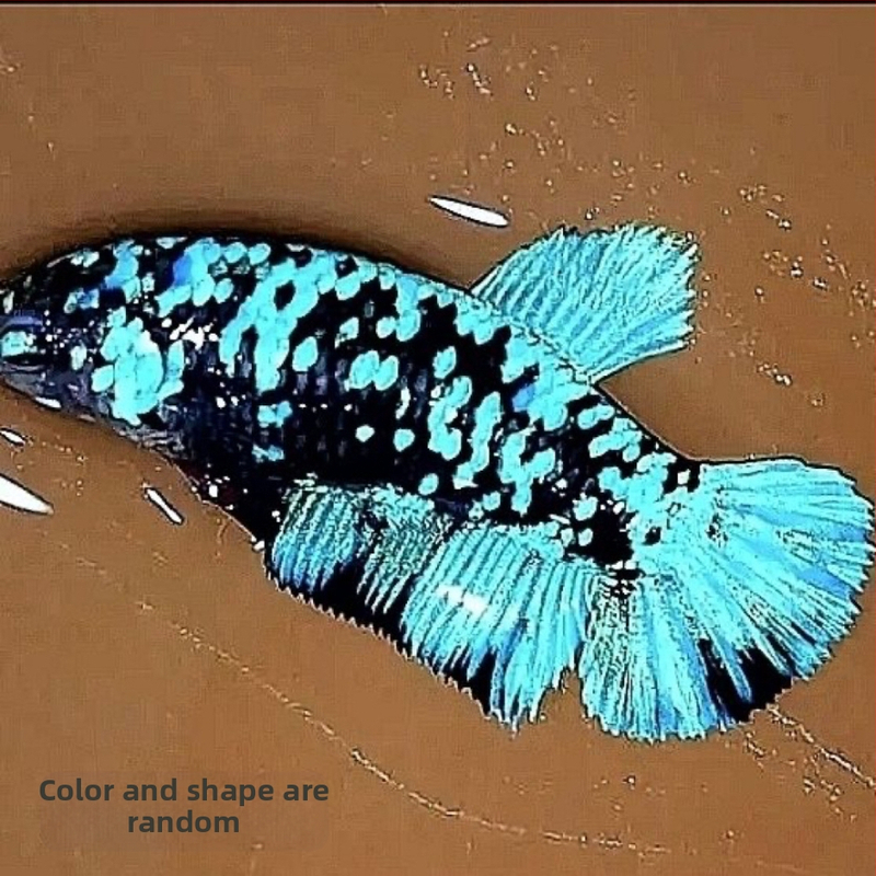 Борцов риба A-Grade полумесечна опашка и прегънати пера, Вид: Риба