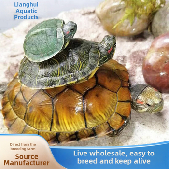 Бразилска костенурка, жив екземпляр, 50 г, възраст Януари–Март, костенурка за домашни любимци