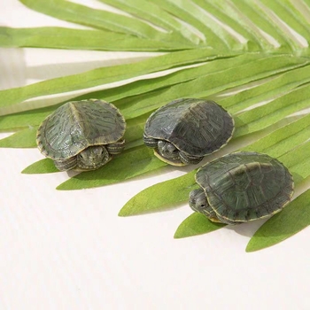 Бразилска костенурка, жив екземпляр, 50 г, възраст Януари–Март, костенурка за домашни любимци