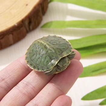 Бразилска костенурка, жив екземпляр, 50 г, възраст Януари–Март, костенурка за домашни любимци
