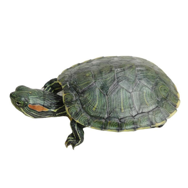 Бразилска костенурка, жив екземпляр, 50 г, възраст Януари–Март, костенурка за домашни любимци