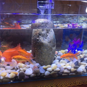 Rain Flower akmenėliai dārzo grindims ir akvariumo kraštovaizdžiui; įskaitant natūralius mažus akmenėlius; Medžiaga: akmenėliai; Tipas: Kitas; Tinka sodo dekoracijoms ir akvariumo kraštovaizdžiams