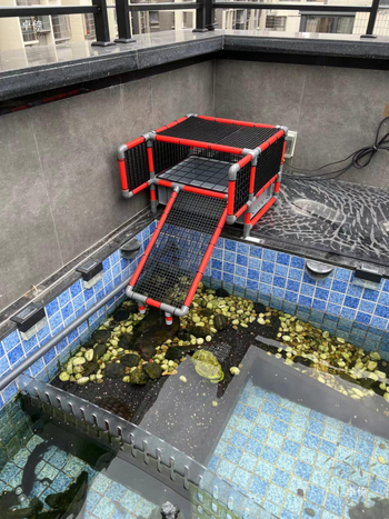 Костенуркова яйцекладна плоча с решетъчна платформа за почивка и арково укритие за размножаване