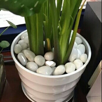 Trys dalių baltų natūralių žvyro akmenėlių rinkinys hidropionikai tulpėms ir akvariumo apdailai (Tipas: Trys dalys; Medžiaga: Kita; Importas: Ne; Panaudojimas: Kita)