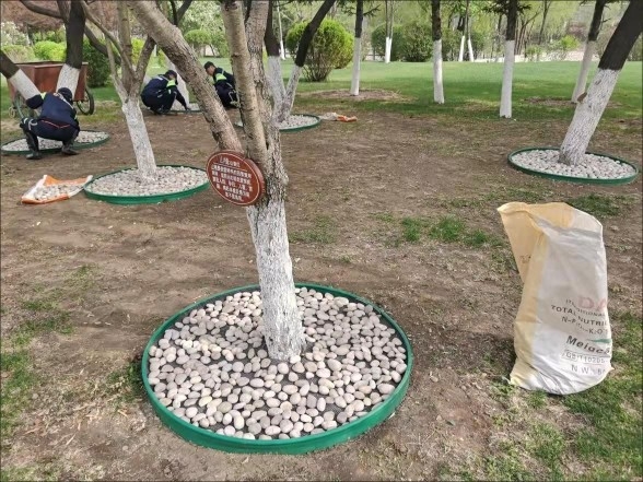 Trys dalių baltų natūralių žvyro akmenėlių rinkinys hidropionikai tulpėms ir akvariumo apdailai (Tipas: Trys dalys; Medžiaga: Kita; Importas: Ne; Panaudojimas: Kita)