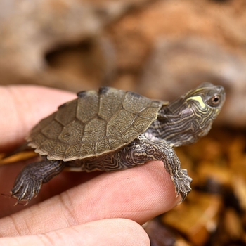 Костенурка, млада, тегло 5–20 g, друга разновидност, без внос