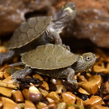 Костенурка, млада, тегло 5–20 g, друга разновидност, без внос
