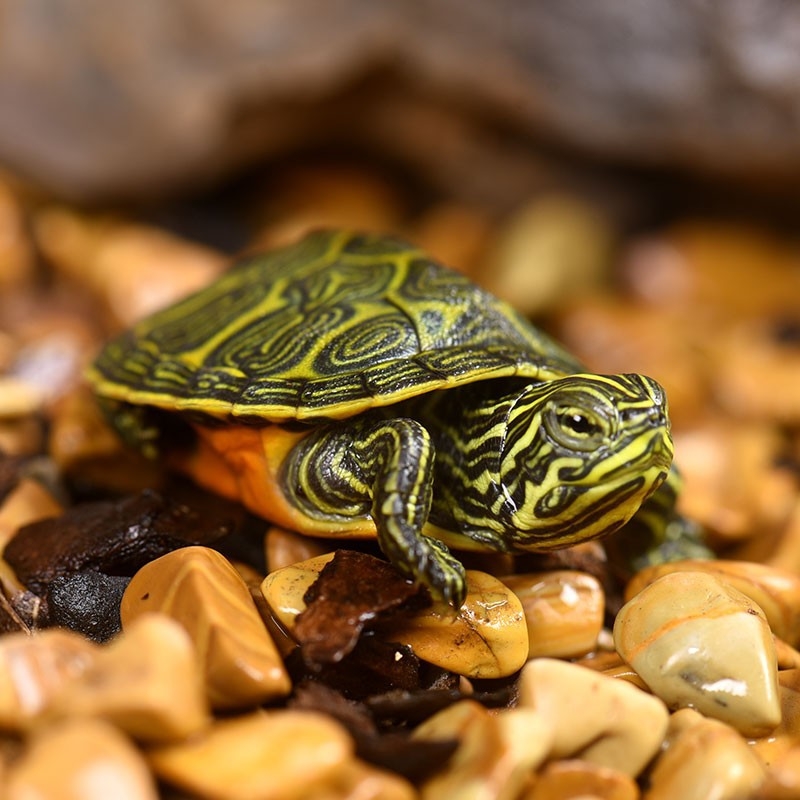 Костенурка, млада, тегло 5–20 g, друга разновидност, без внос