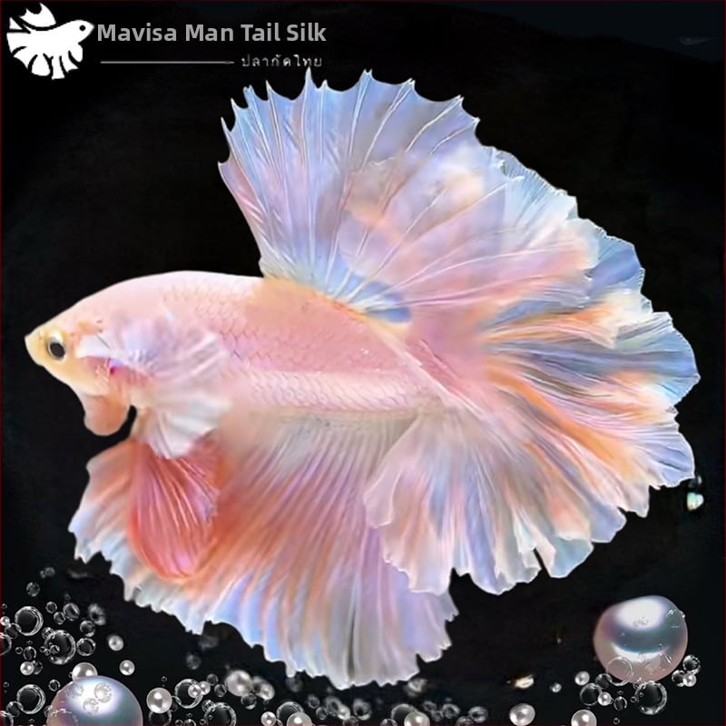 Betta žuvis su Pusė Mėnulio uodega, prekinės ženklo Manwei Yarn, produkto kodas 1107