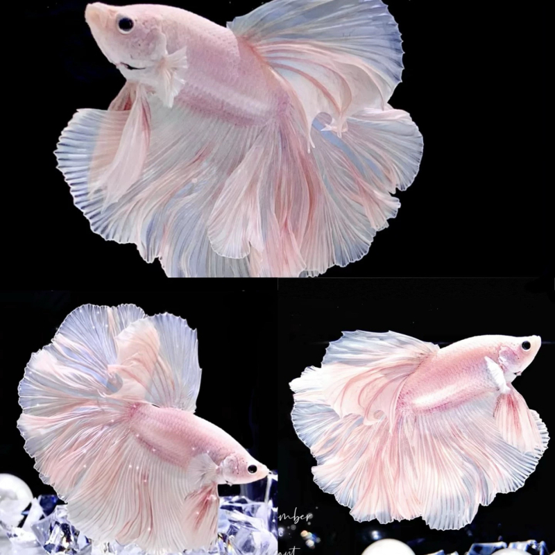 Betta riba s polumjesečnim repom, marka Manwei Yarn, šifra proizvoda 1107