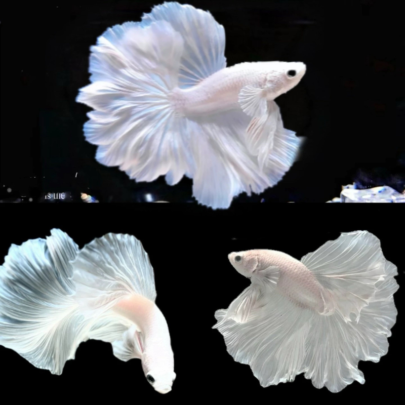 Betta riba s polumjesečnim repom, marka Manwei Yarn, šifra proizvoda 1107