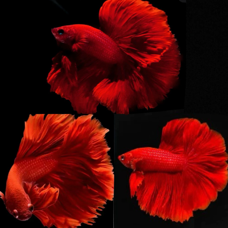 Betta riba s polumjesečnim repom, marka Manwei Yarn, šifra proizvoda 1107