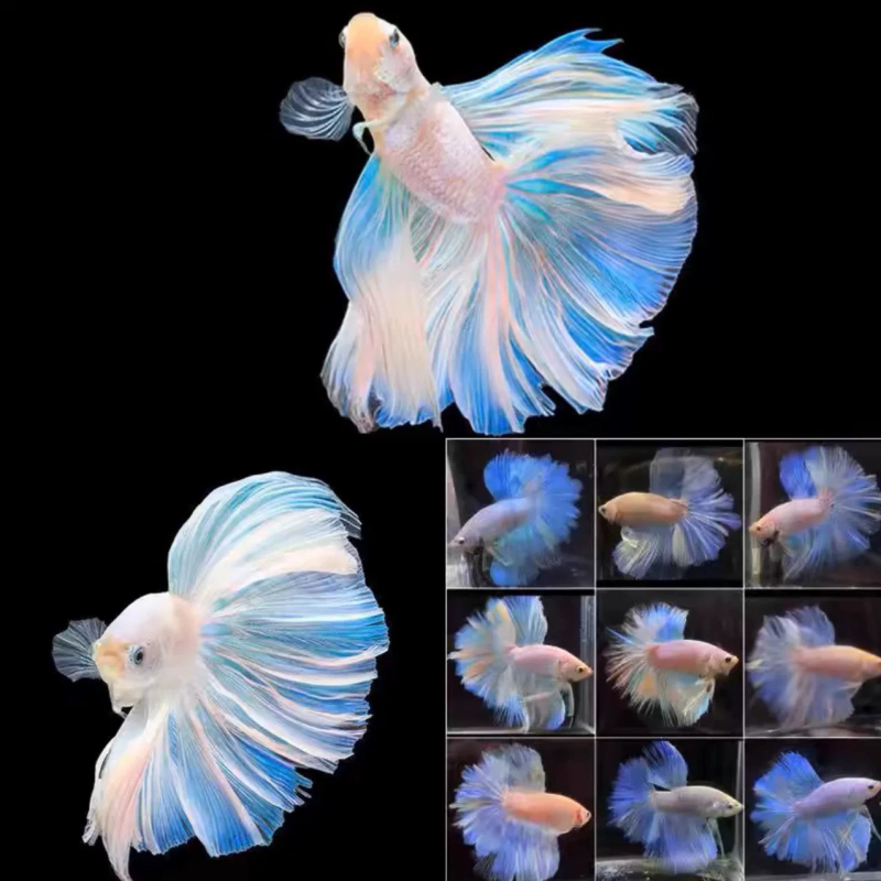 Betta riba s polumjesečnim repom, marka Manwei Yarn, šifra proizvoda 1107