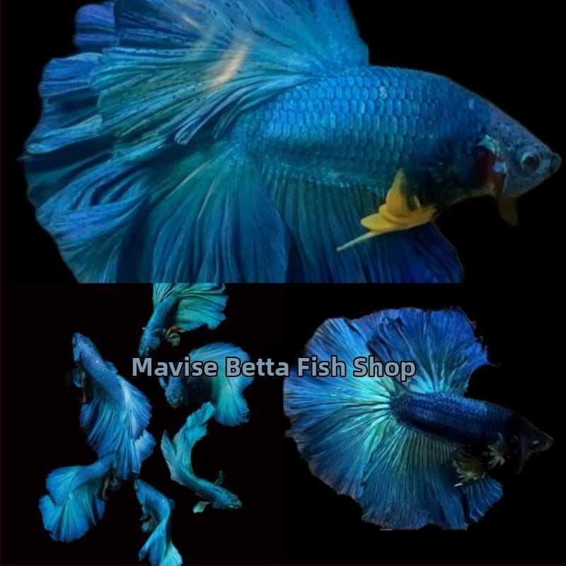 Betta žuvis su Pusė Mėnulio uodega, prekinės ženklo Manwei Yarn, produkto kodas 1107