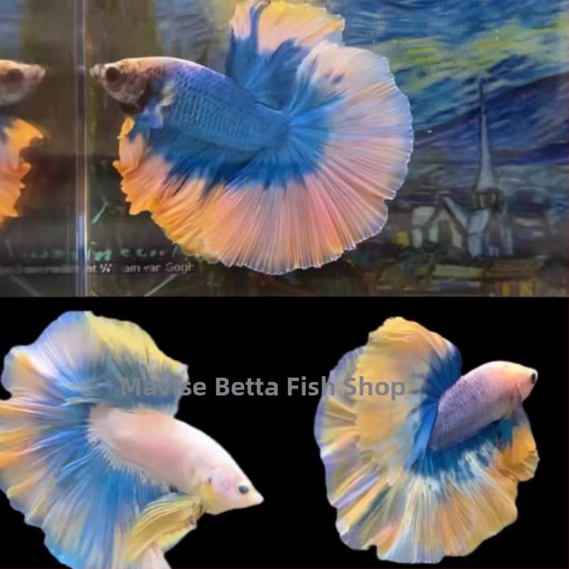 Betta žuvis su Pusė Mėnulio uodega, prekinės ženklo Manwei Yarn, produkto kodas 1107