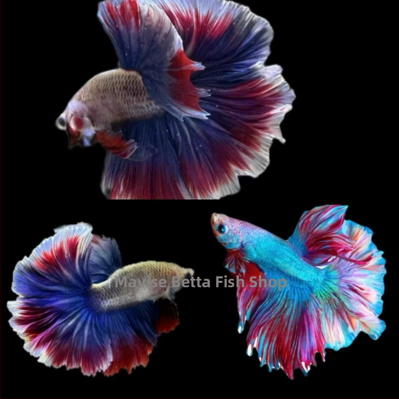 Betta žuvis su Pusė Mėnulio uodega, prekinės ženklo Manwei Yarn, produkto kodas 1107