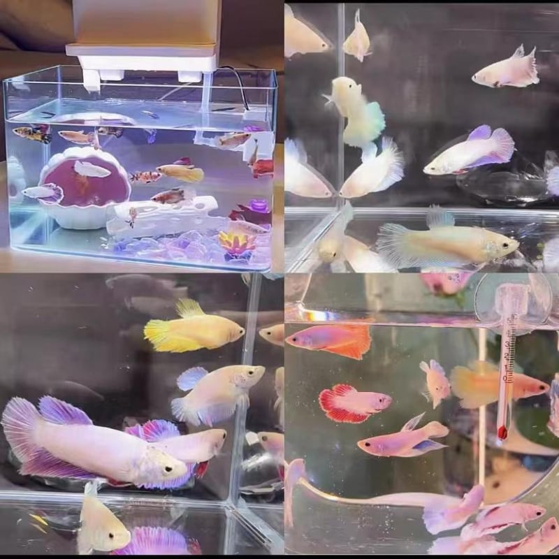 Betta žuvis su Pusė Mėnulio uodega, prekinės ženklo Manwei Yarn, produkto kodas 1107