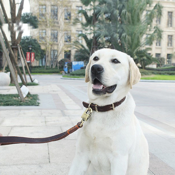 Λαιμόκολλα σκύλου από υλικό Cortex, γενική χρήση
