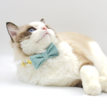 Katės kaklo apykaklė iš corduroy audinio, lazeriu graviruotas vardas, prekinis ženklas Thousand Years Old