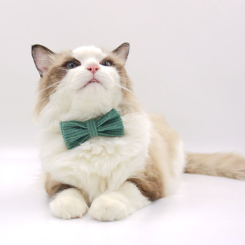 Katės kaklo apykaklė iš corduroy audinio, lazeriu graviruotas vardas, prekinis ženklas Thousand Years Old