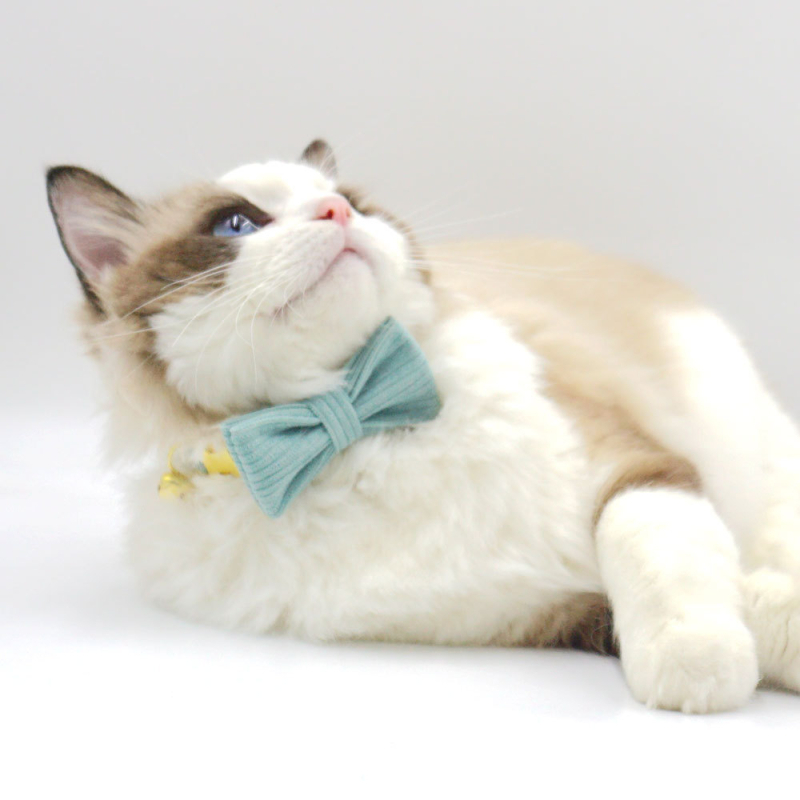 Katės kaklo apykaklė iš corduroy audinio, lazeriu graviruotas vardas, prekinis ženklas Thousand Years Old