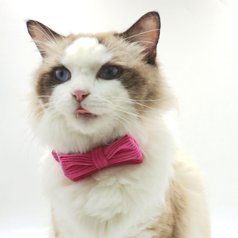 Katės kaklo apykaklė iš corduroy audinio, lazeriu graviruotas vardas, prekinis ženklas Thousand Years Old