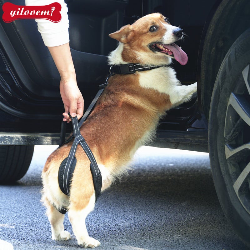 Кучешка каишка за рехабилитация на задния крак — тракционна лента с мрежеста материя и алуминиева катарама (за възрастни или ранени кучета)