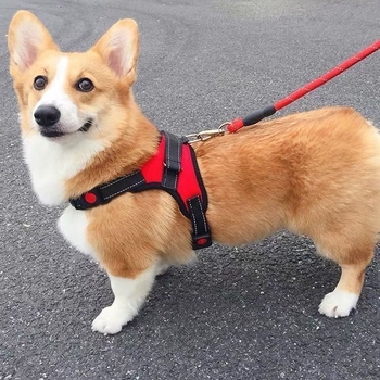 Шлейка за кучета от найлон, стил жилетка, Teddy, French Bulldog и Corgi