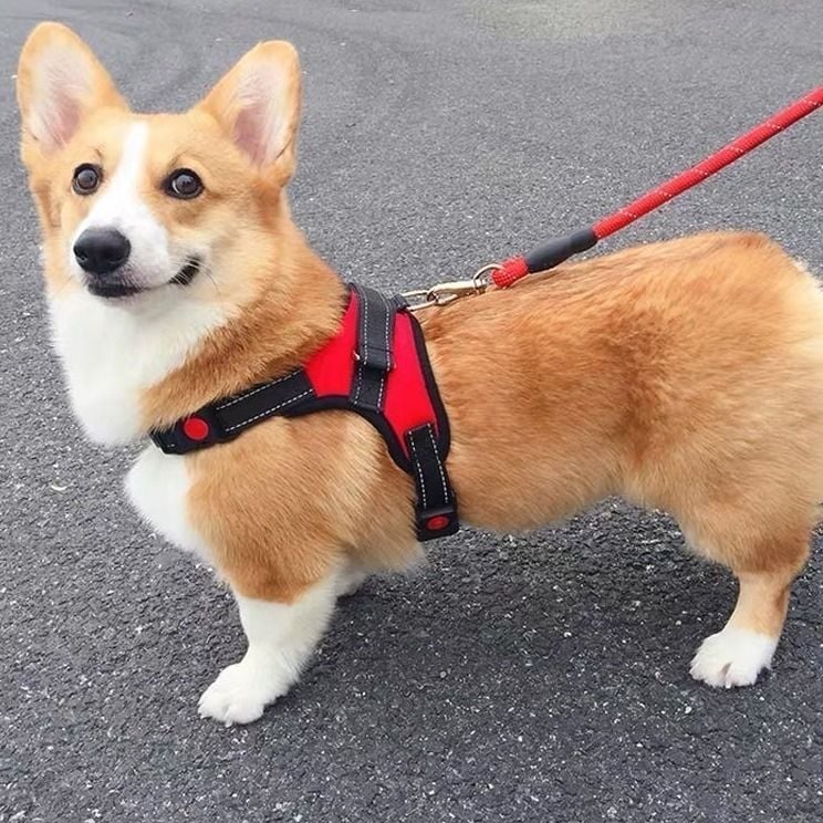 Шлейка за кучета от найлон, стил жилетка, Teddy, French Bulldog и Corgi