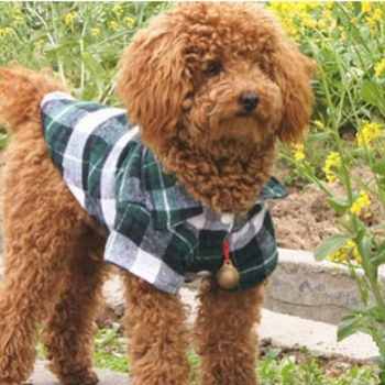 Φθινοπωρινό-χειμερινό πουκάμισο για σκύλους σε στυλ Αγγλίας, βαμβάκι, μάρκα TINGHAO, προέλευση Γκουανγκντόνγκ, ρούχα κατοικίδιων