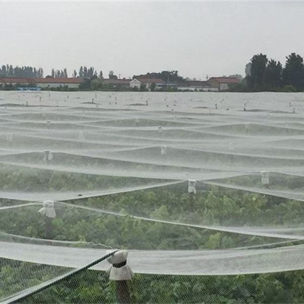 Paukščių apsaugos tinklas vaisių sodui, skaidrus polietilenas tinklas, plotis 1/3/5/10/20/30