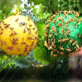 Μπάλα παγίδευσης φρούτων - PP υλικό, κολλητικές παγίδες για φρούτα, μάρκα spdak