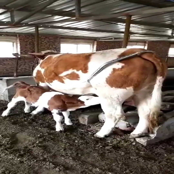 ZD No Kick Stick για βοοειδή, ρυθμιζόμενος γαλβανισμένος σωλήνας, εργαλείο για εκτροφής ζώων, εύρος 0-50°C