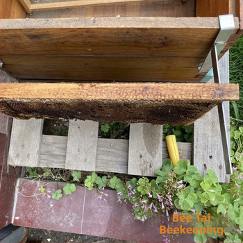 Ανοξείδωτος στηρίγμα ράφι για πλαίσιο φωλιάς μελισσών — Bee Thai