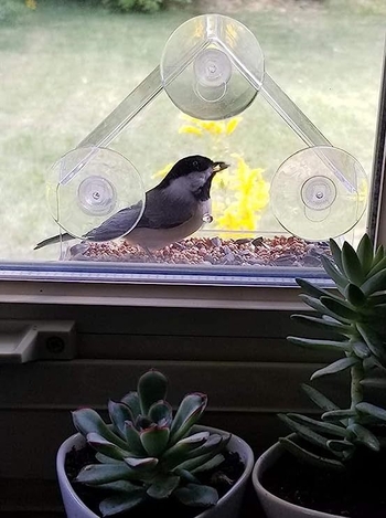 Logs putnu barotājs ar piesūcekni — no plastmasas, automātiska barošana, komplekts 45 gab., piemērots akvārijam